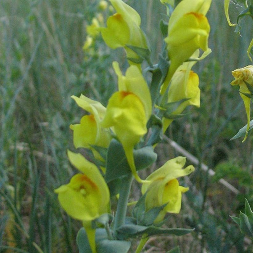 Linaria dalmatica – Linaire de Dalmatie (Flowering)