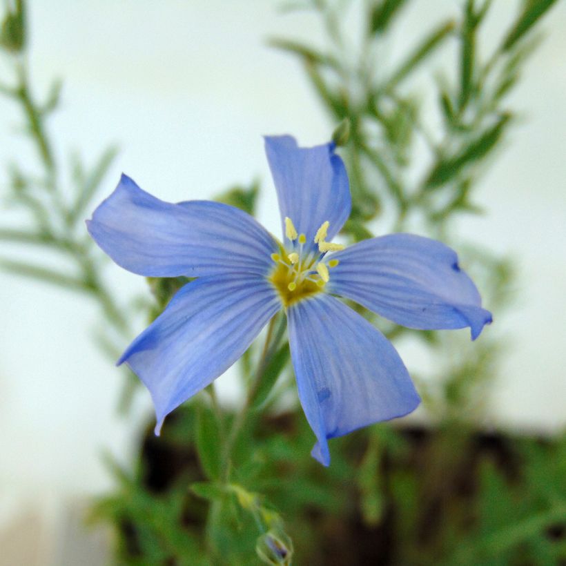 Linum perenne - Lin vivace (Flowering)