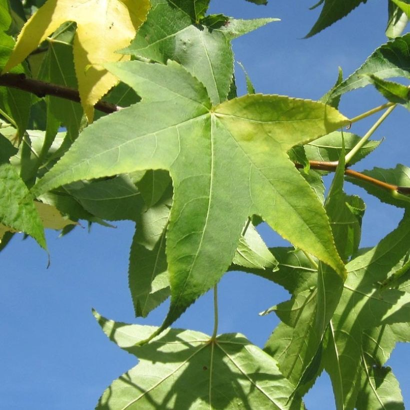 Liquidambar styraciflua Slender Silhouette - Copalme d'Amérique (Foliage)