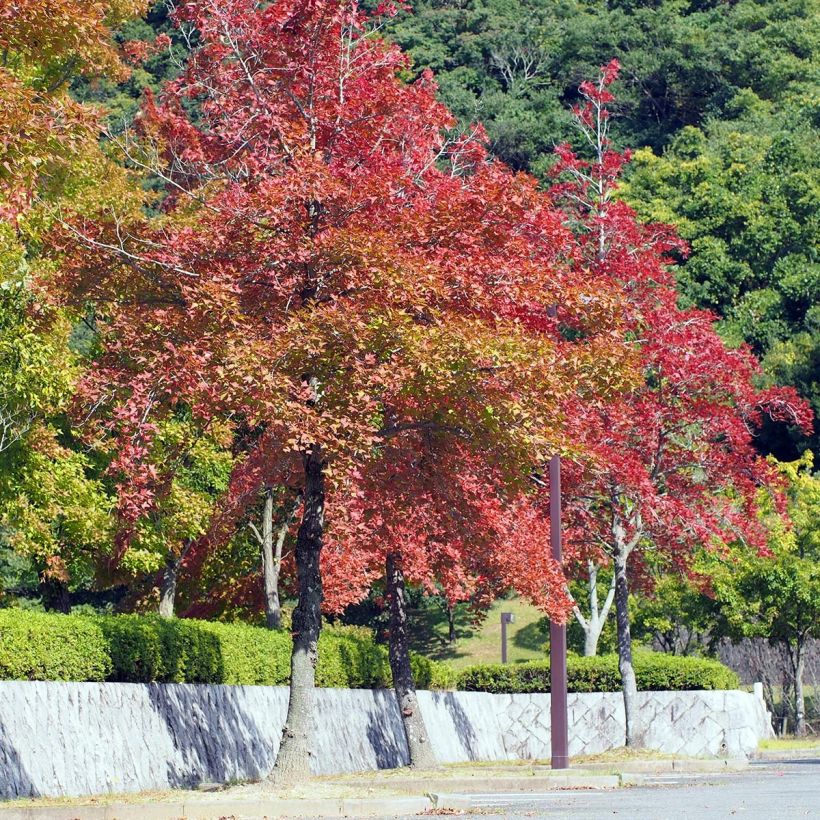 Liquidambar formosana - Copalme de Chine (Plant habit)