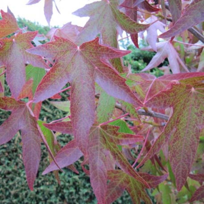 Liquidambar styraciflua (Foliage)