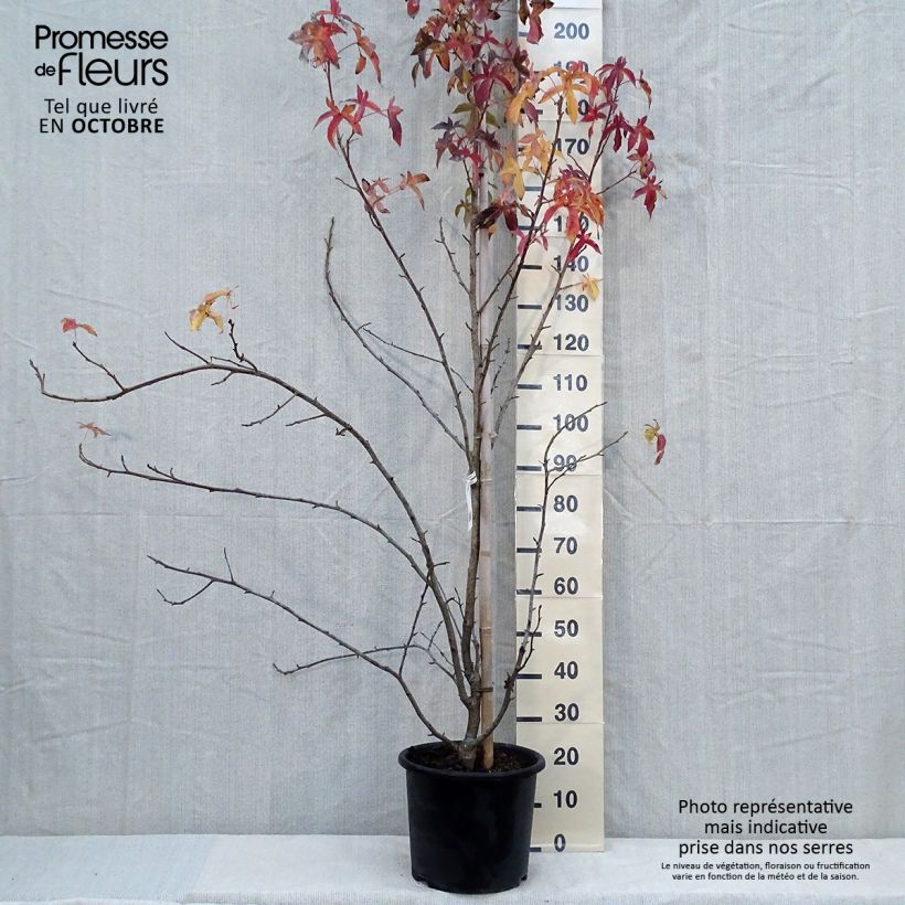 Example of Liquidambar styraciflua Aurea - Copalme d'Amérique Pot de 12L/15L, Baliveau as you get in automne