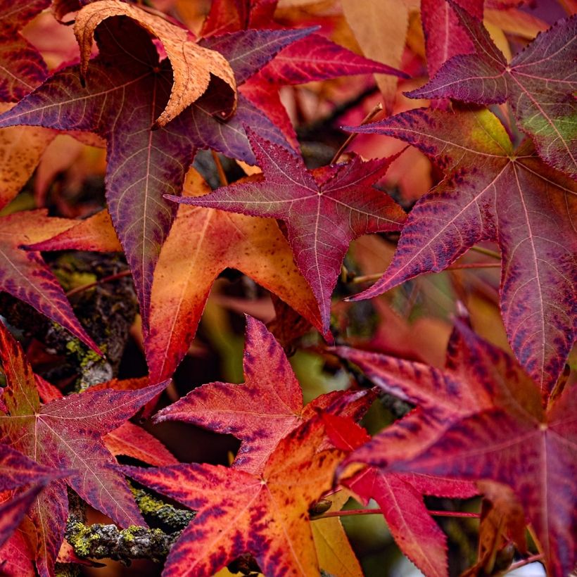 Liquidambar styraciflua Palo Alto - Copalme d'Amérique (Foliage)