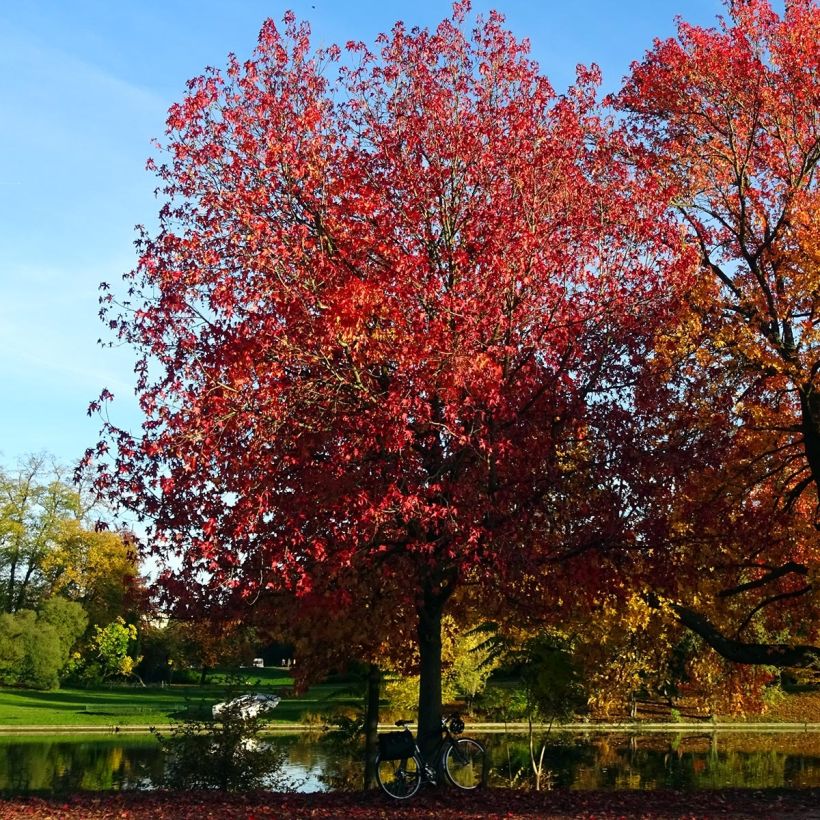 Liquidambar styraciflua Palo Alto - Copalme d'Amérique (Plant habit)