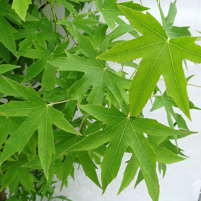 Liquidambar styraciflua Worplesdon (Foliage)
