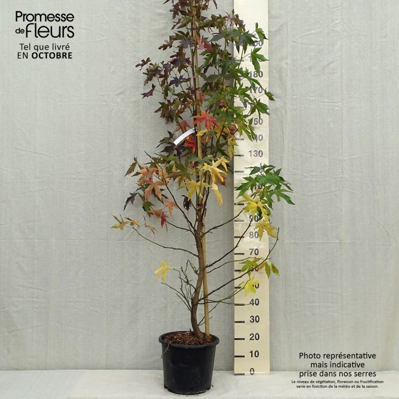 Example of Liquidambar styraciflua Worplesdon Pot de 7,5L/10L as you get in automne