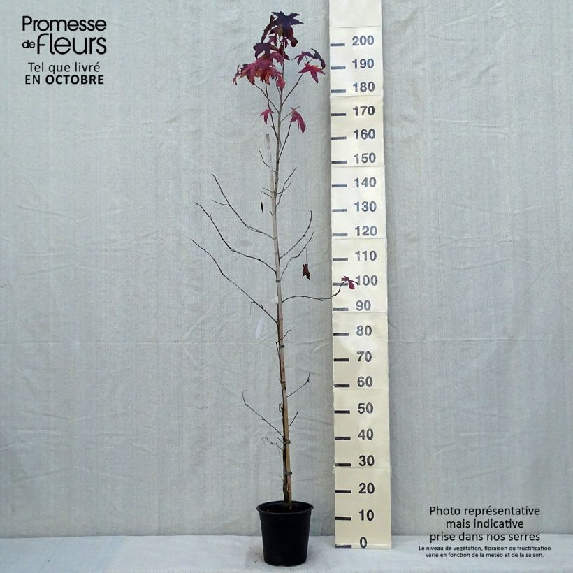 Example of Liquidambar styraciflua Pot de 3L/4L as you get in automne