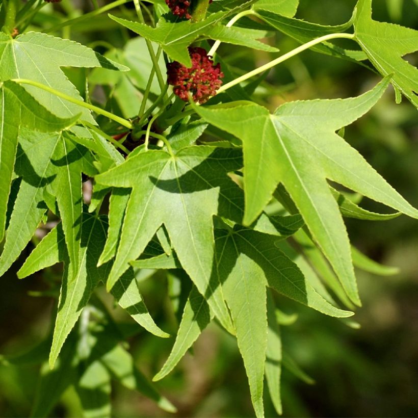 Copalme d'Amérique - Liquidambar styracyflua Stella (Foliage)