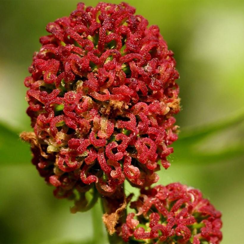Copalme d'Amérique - Liquidambar styracyflua Stella (Flowering)