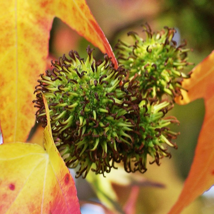 Copalme d'Amérique - Liquidambar styracyflua Stella (Harvest)