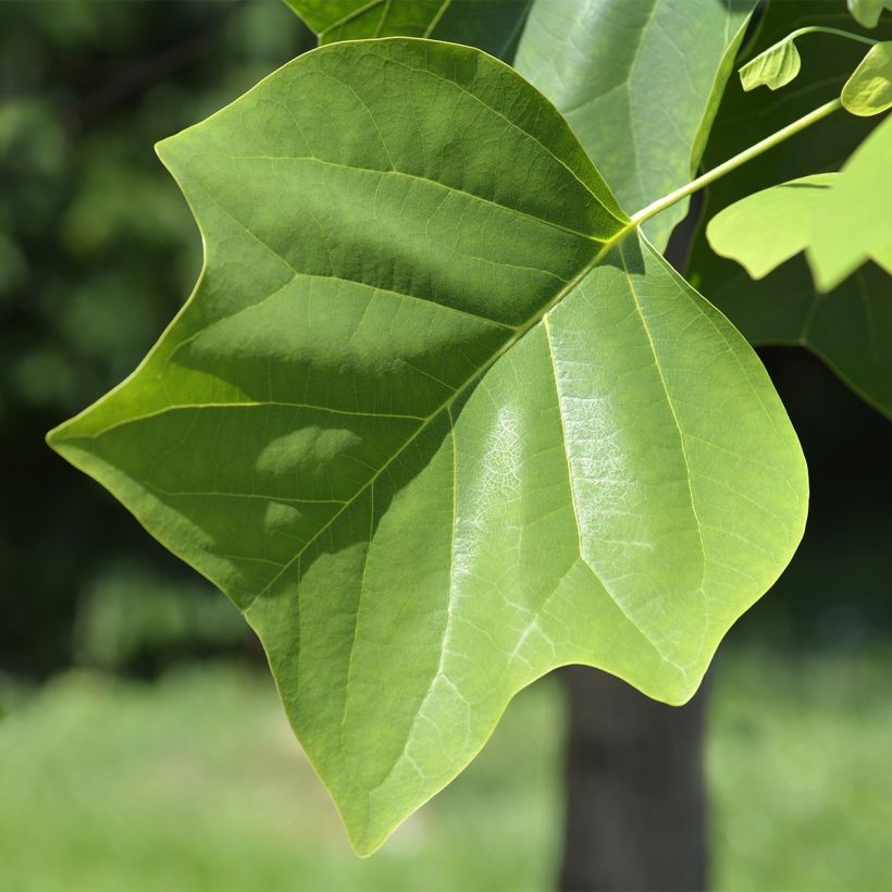 Tulipier de Virginie - Liriodendron tulipifera Edward Gursztyn (Foliage)