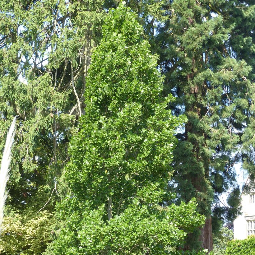 Liriodendron tulipifera Fastigiata - Tulipier de Virginie (Plant habit)