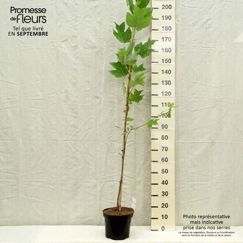 Example of Liriodendron tulipifera - Tulipier de Virginie Pot de 4L/5L as you get in automne