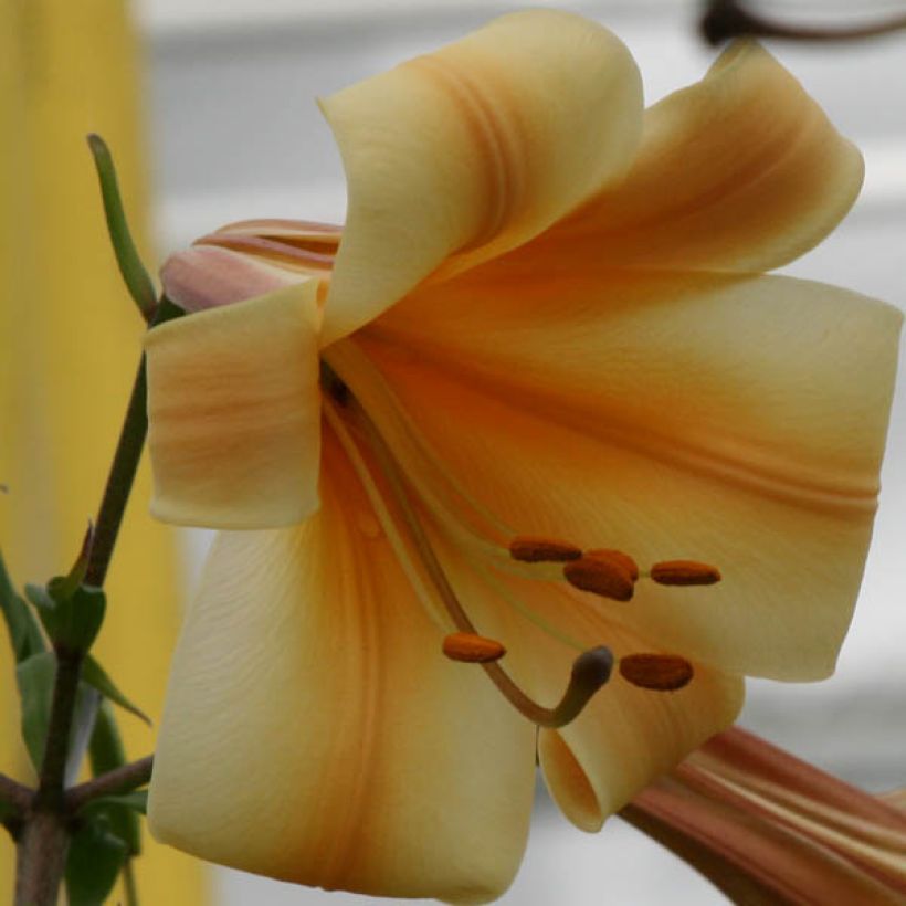 Lis trompette - Lilium x regale African Queen (Flowering)