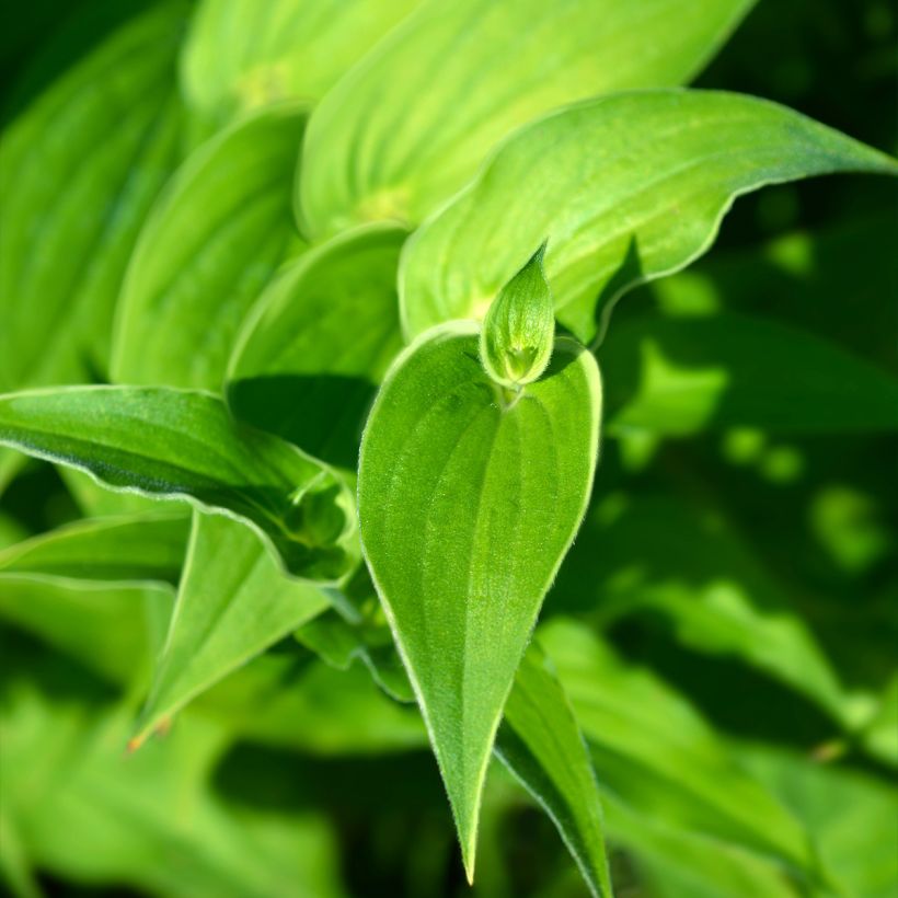 Lis Orchidée, Tricyrtis hirta Albomarginata, Lis crapaud (Foliage)