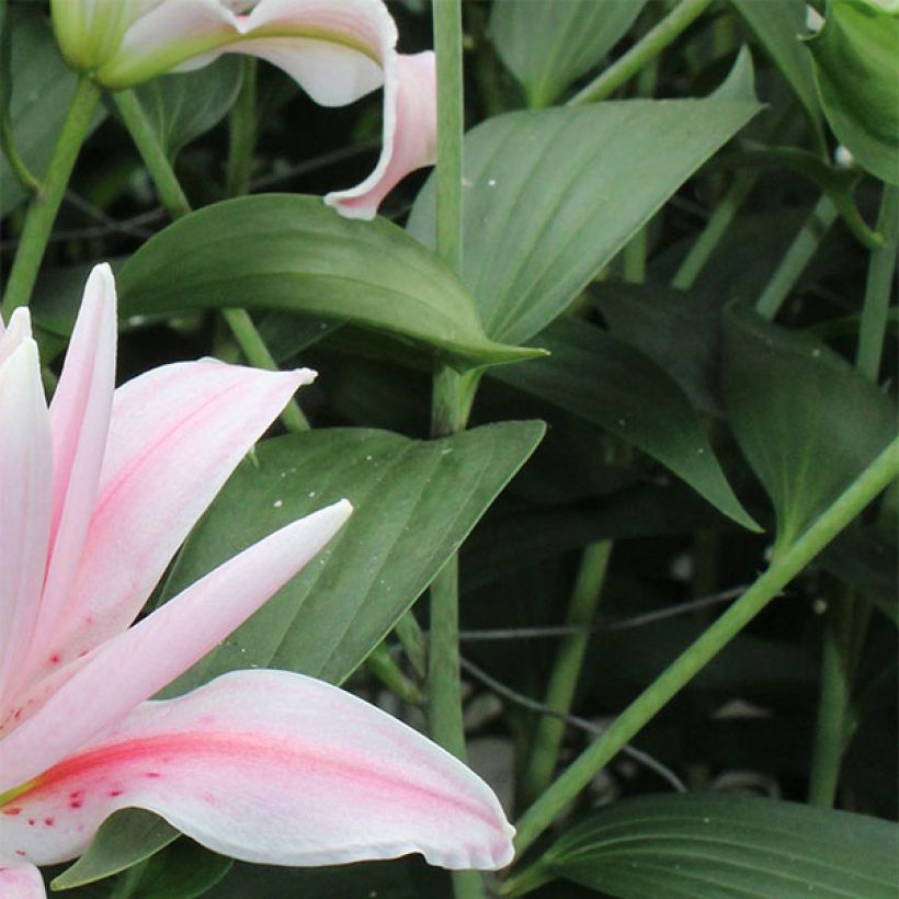 Lis asiatique Broken Heart (Foliage)