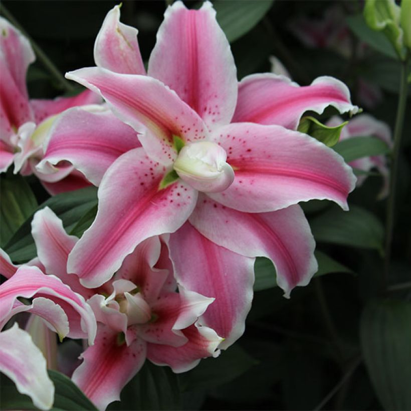 Lis asiatique Distant Drum (Flowering)