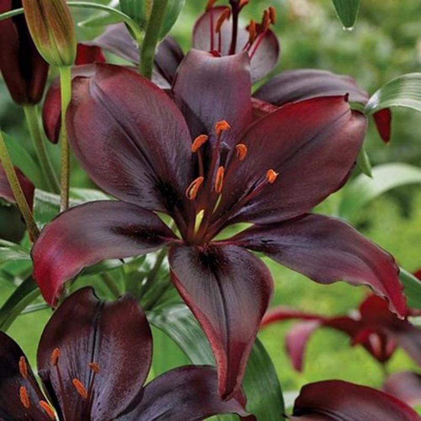 Lis asiatique Mapira (Flowering)
