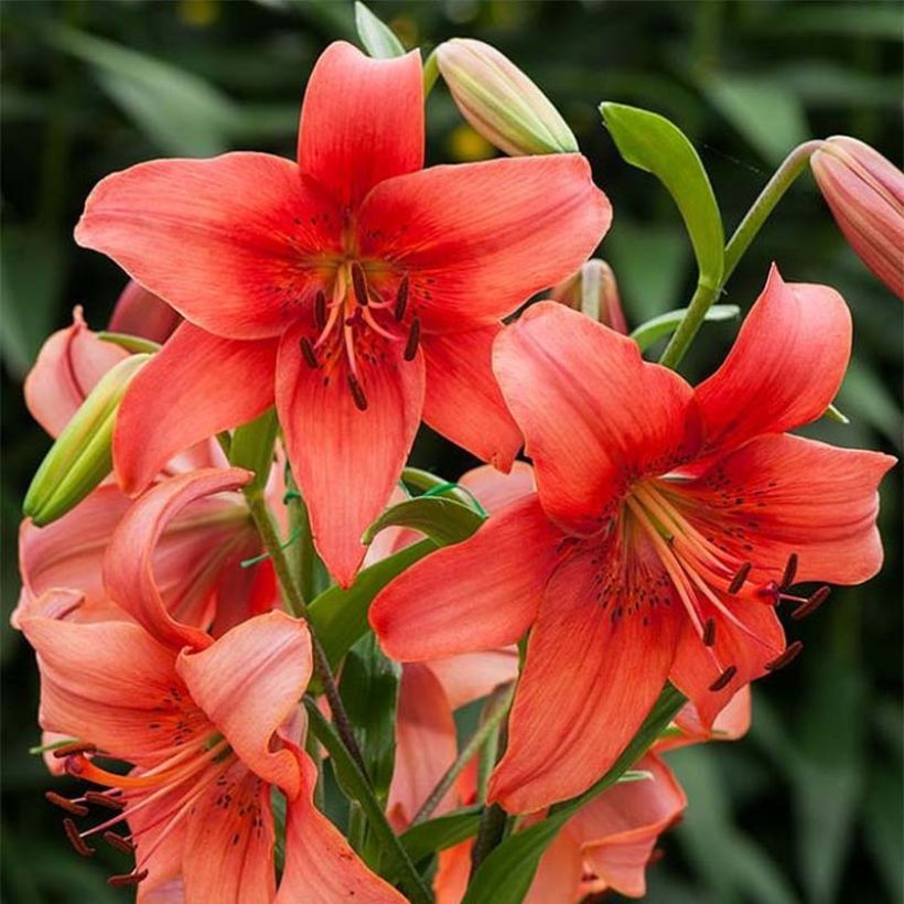 Lis asiatique Pearl Loraine (Flowering)