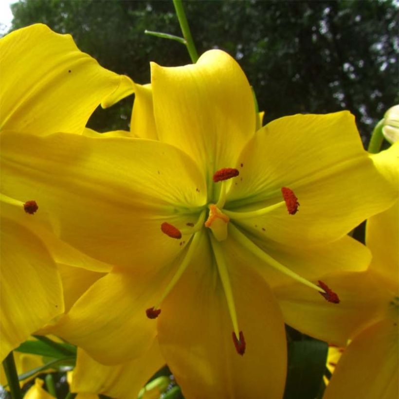 Lis asiatique Pearl Melanie (Flowering)
