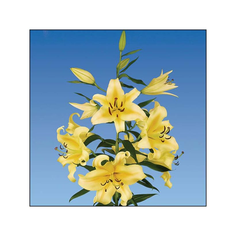 Lis géant Honeymoon (Oriental/Trompette) (Flowering)