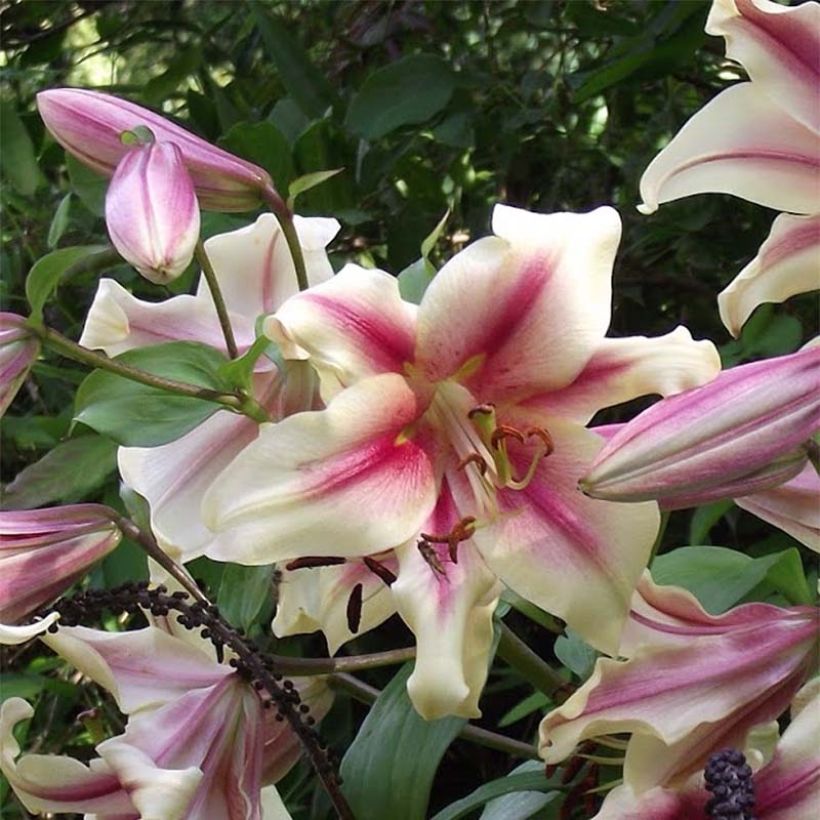 Lis géant Lavon (Groupe oriental/Trompette) (Flowering)