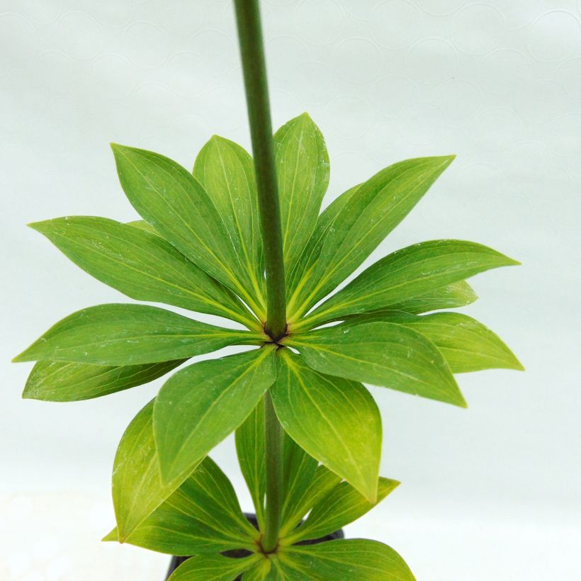 Lis martagon - Lilium martagon var.albiflorum  (Foliage)