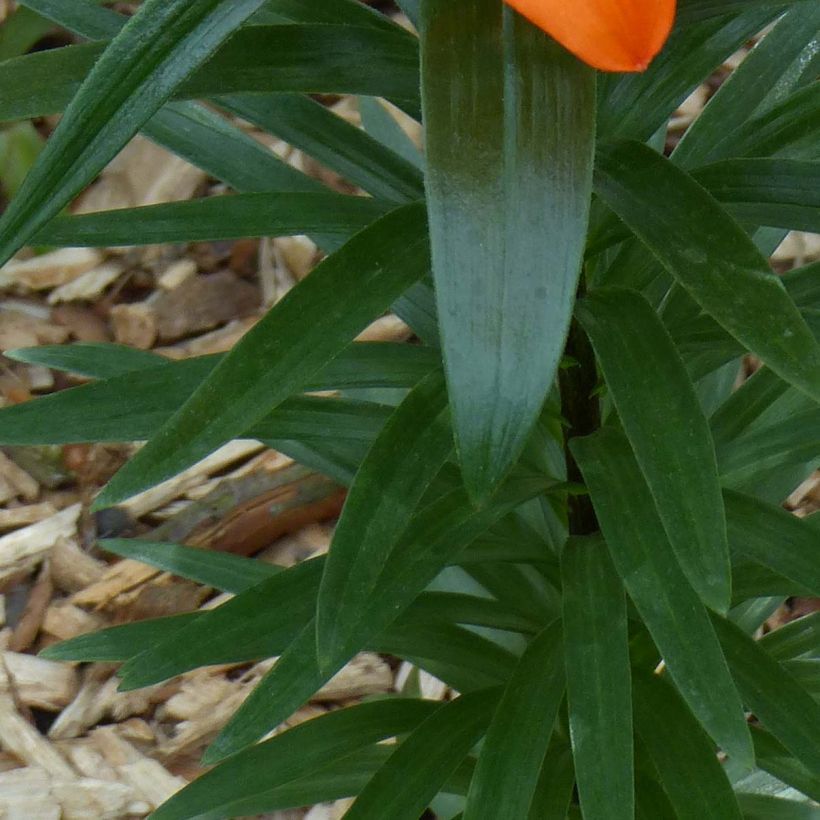 Lis nain Orange Pixie - Lis asiatique  (Foliage)
