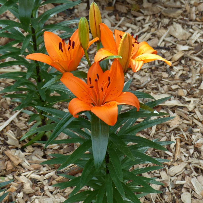 Lis nain Orange Pixie - Lis asiatique  (Plant habit)