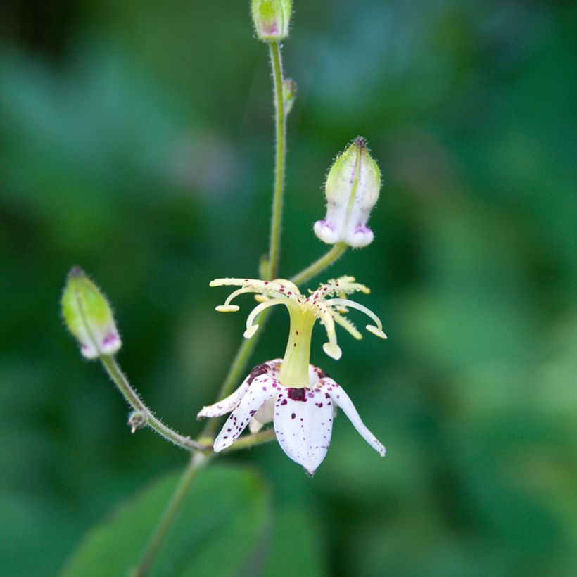 Lis orchidée - Lis des crapauds - Tricyrtis macropoda (Flowering)