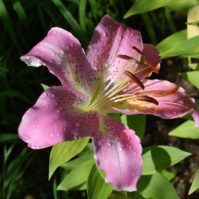 Lis oriental Josephine (Flowering)
