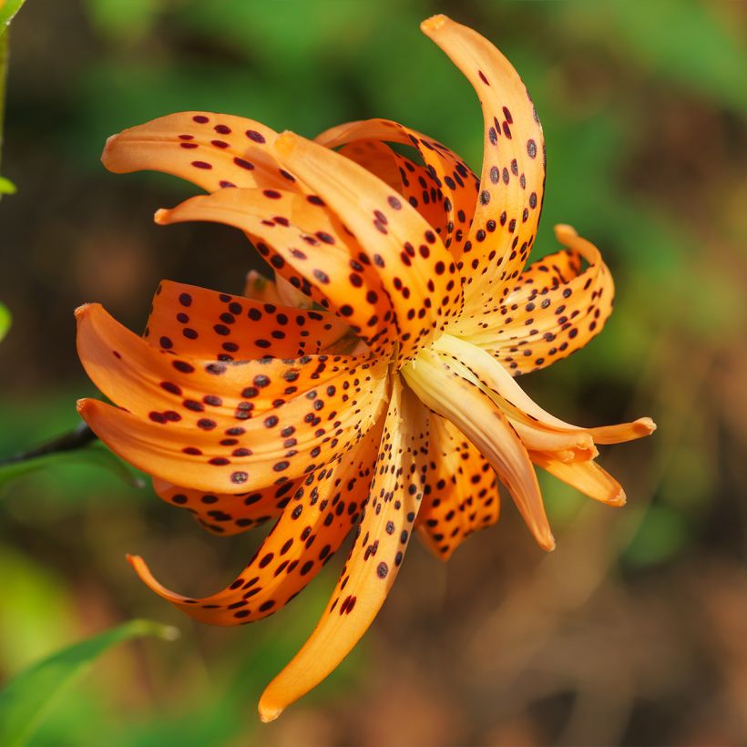 Lis tigrinum double Flore Pleno (Flowering)