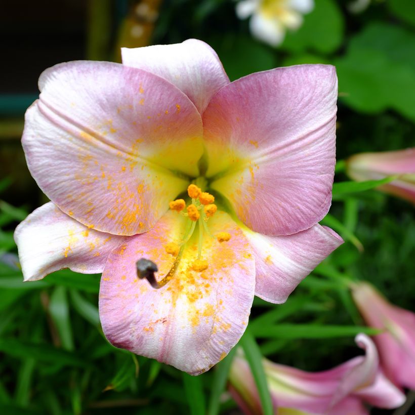 Lis trompette - Lilium Pink Perfection (Flowering)