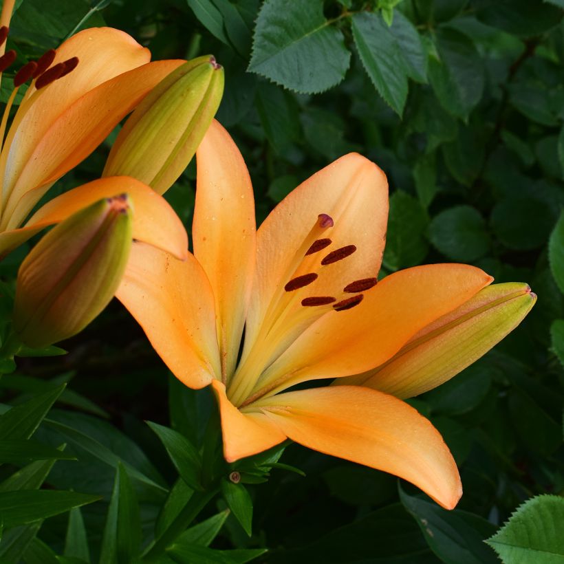 Lis  hybride Menton (Flowering)