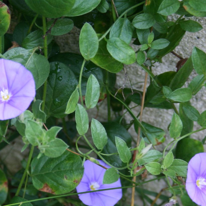 Convolvulus sabatius Compacta (Foliage)