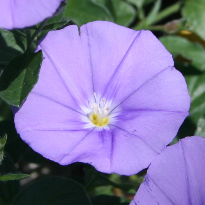 Convolvulus sabatius Compacta (Flowering)