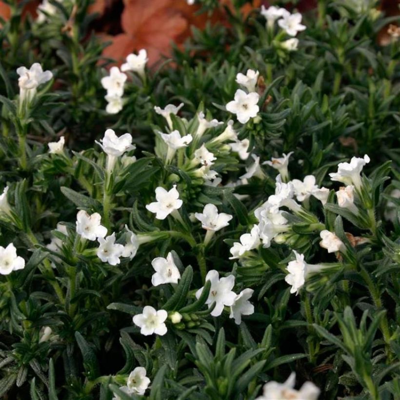 Lithodora diffusa Alba - Grémil blanc (Foliage)
