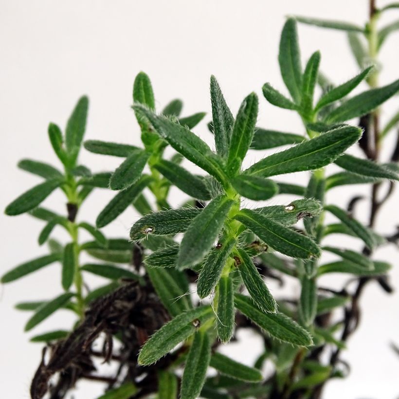 Lithodora diffusa Cambridge Blue - Grémil diffus (Foliage)