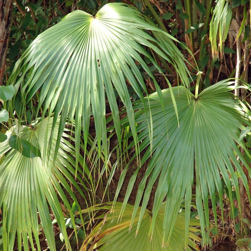 Livistona chinensis - Palmier éventail japonais  (Foliage)