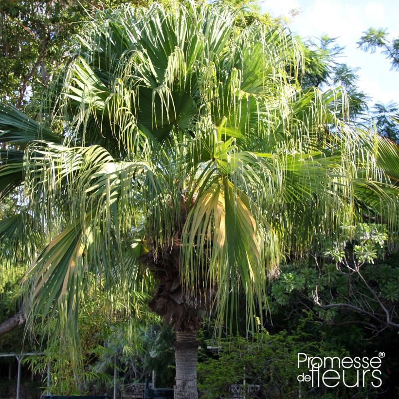 Livistona chinensis - Palmier éventail japonais  (Plant habit)