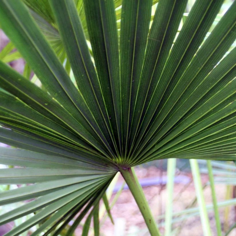 Livistona fulva - Palmier ruban (Foliage)