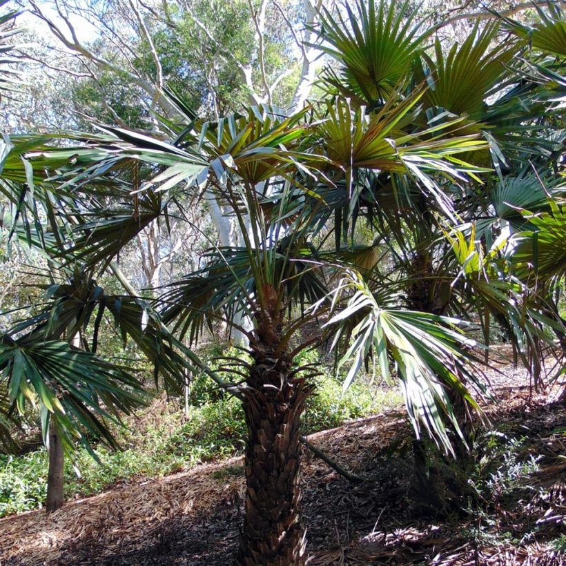 Livistona fulva - Palmier ruban (Plant habit)