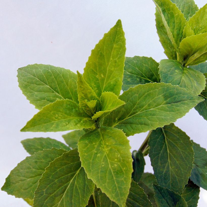 Lobelia Hybride Monet Moment (Foliage)