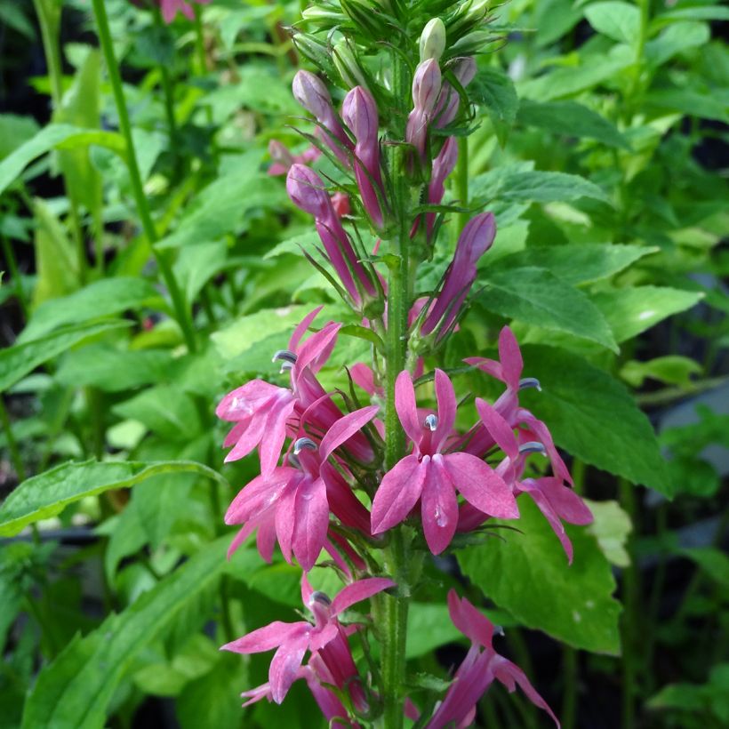 Lobelia Hybride Monet Moment (Flowering)