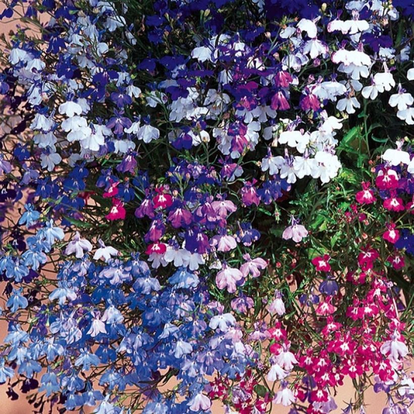 Lobélia pendula Regatta en mélange (Flowering)