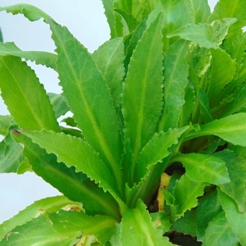 Lobelia speciosa Fan burgondy (Foliage)