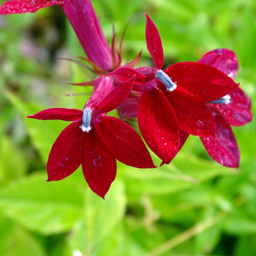 Lobelia speciosa Fan burgondy (Flowering)