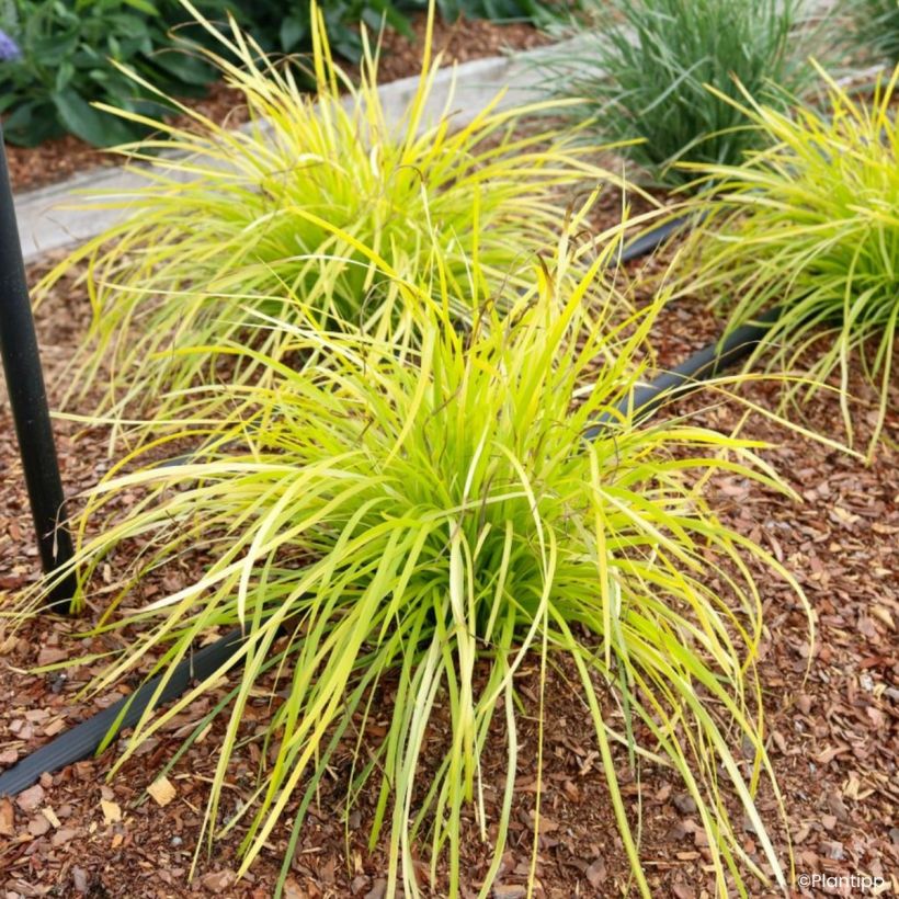 Lomandra longifolia Miner's Gold (Plant habit)
