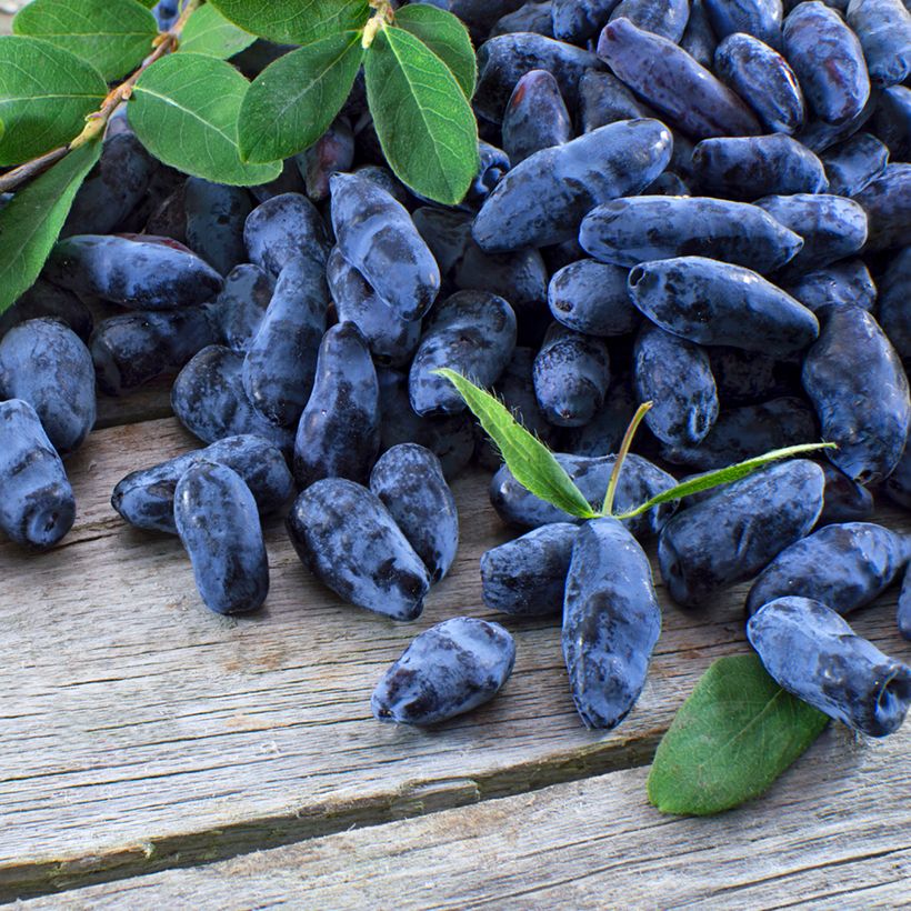 Lonicera caerulea Strawberry Sensation - Camérisier bleu (Harvest)