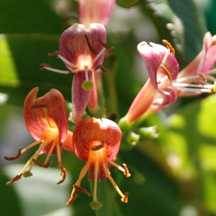 Chèvrefeuille de Henry - Lonicera henryi (Flowering)